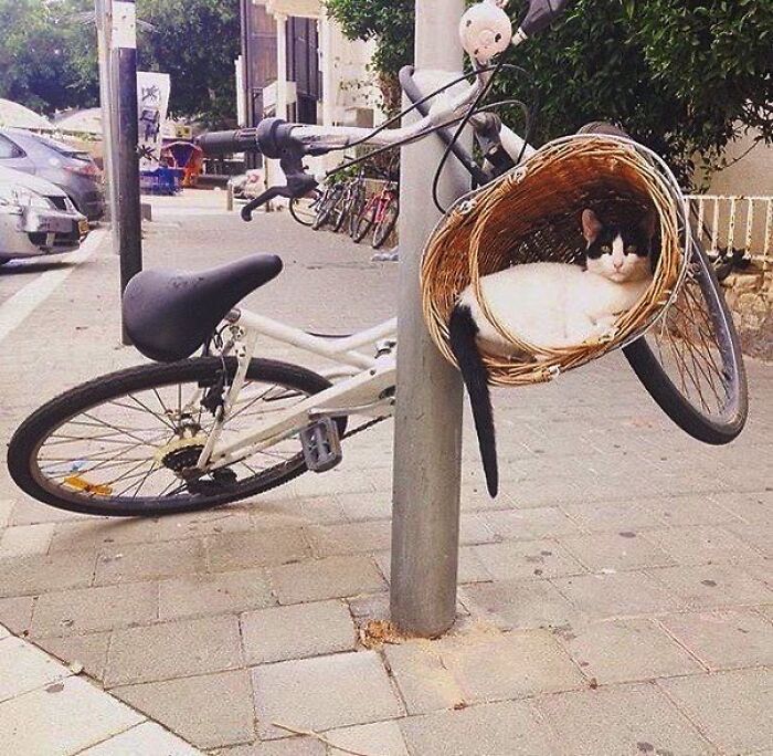 50 Hard To Explain But Impossible Not To Love Animal Pics, As Shared By This IG Page (New Pics)