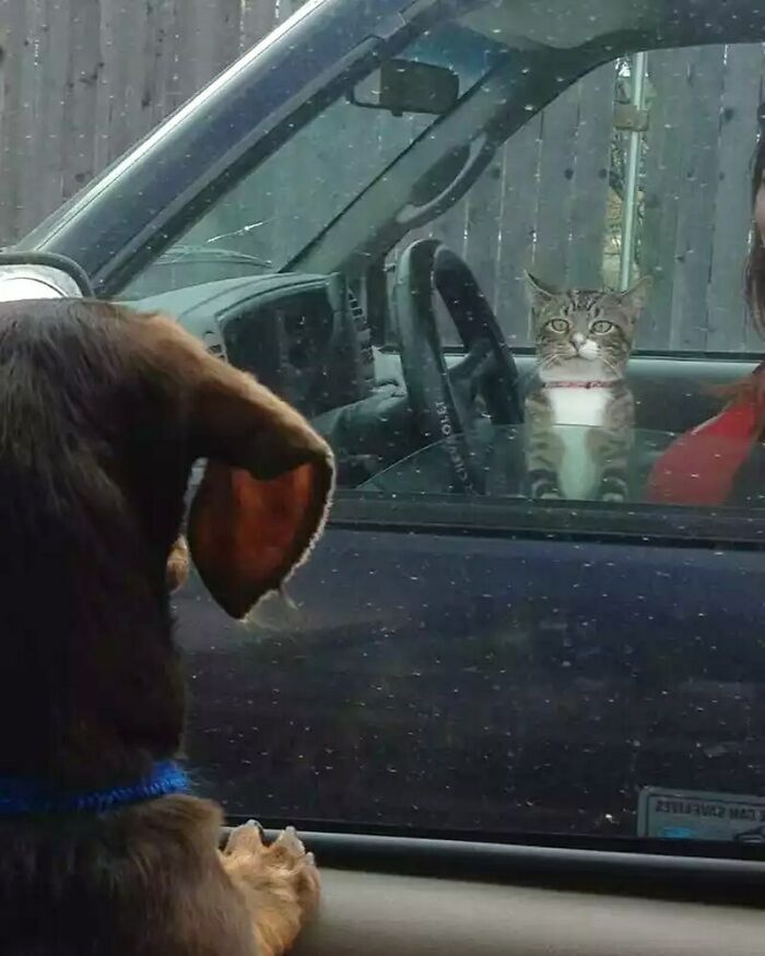 50 Hard To Explain But Impossible Not To Love Animal Pics, As Shared By This IG Page (New Pics)