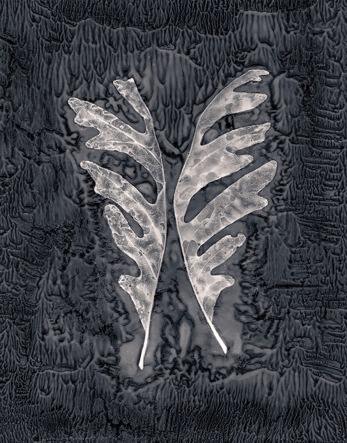 Corte de hoja de roble #36, 2018 por Gregory Spaid