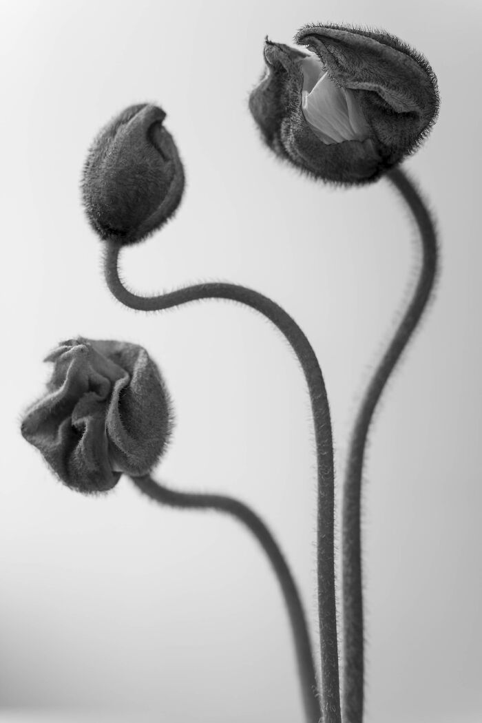 Trío de amapolas por Mg Vander Elst