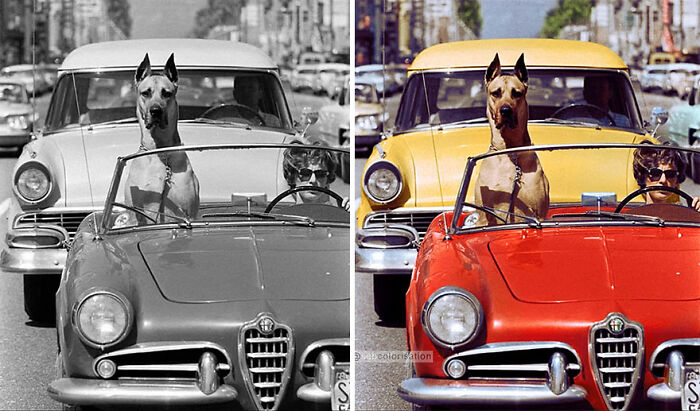Una mujer conduciendo un coche deportivo por Hollywood con Thor, el gran danés, sentado en el asiento delantero del pasajero (1961). Fotografiado por Ralph Crane