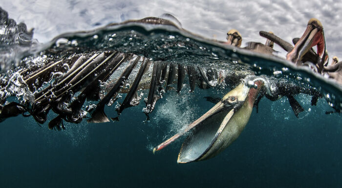 Finalista, fotógrafo de vida salvaje del año