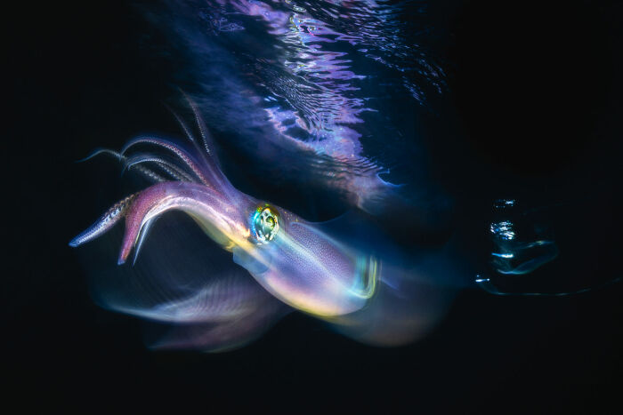 Finalista, fotógrafo artístico del año