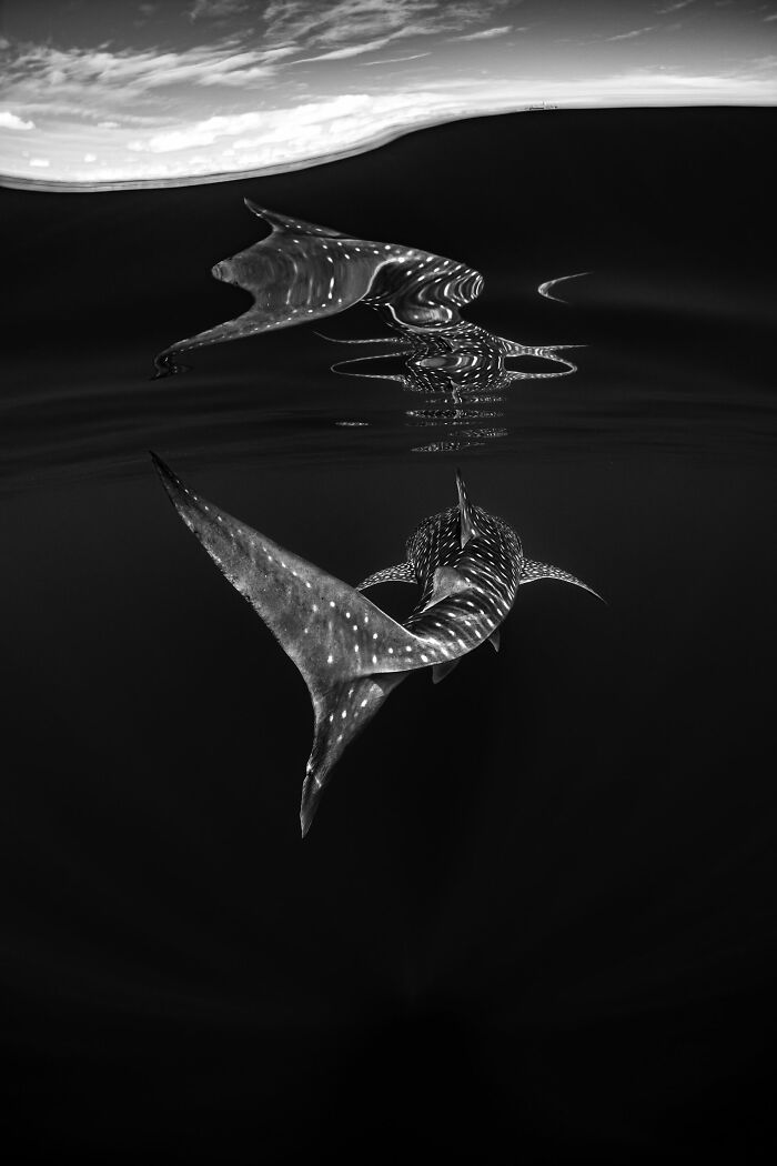 Finalista, fotógrafo artístico del año