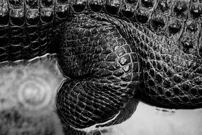 Cocodrilo americano por Tom Schifanella