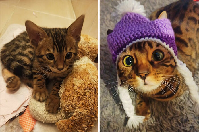 30 "Then And Now" Pics Of Adorable Kittens Turning Into Majestic Cats, As Shared On This "Cat Grows" Group
