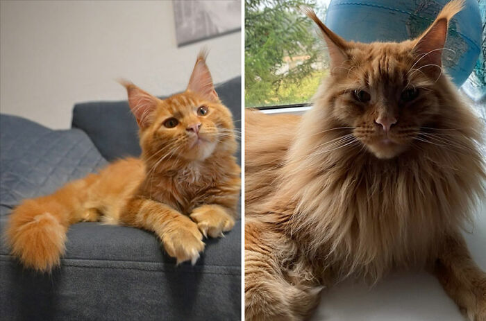 30 "Then And Now" Pics Of Adorable Kittens Turning Into Majestic Cats, As Shared On This "Cat Grows" Group