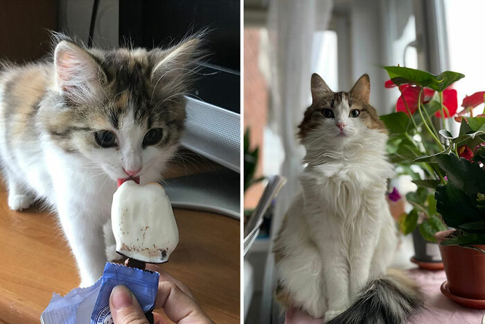 30 "Then And Now" Pics Of Adorable Kittens Turning Into Majestic Cats, As Shared On This "Cat Grows" Group