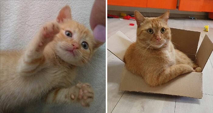 30 "Then And Now" Pics Of Adorable Kittens Turning Into Majestic Cats, As Shared On This "Cat Grows" Group