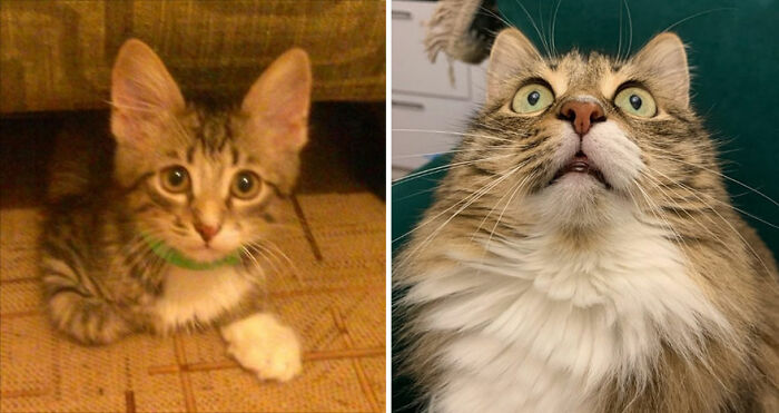 30 "Then And Now" Pics Of Adorable Kittens Turning Into Majestic Cats, As Shared On This "Cat Grows" Group