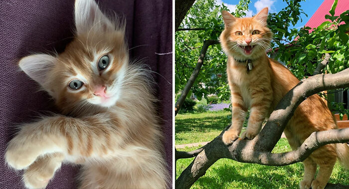 30 "Then And Now" Pics Of Adorable Kittens Turning Into Majestic Cats, As Shared On This "Cat Grows" Group