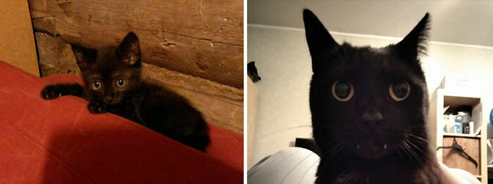 30 "Then And Now" Pics Of Adorable Kittens Turning Into Majestic Cats, As Shared On This "Cat Grows" Group