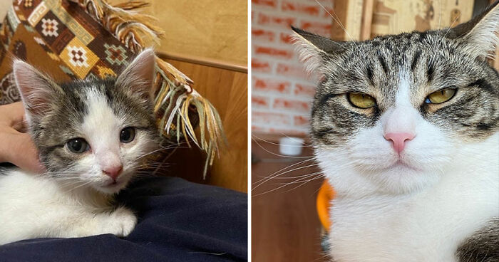 30 "Then And Now" Pics Of Adorable Kittens Turning Into Majestic Cats, As Shared On This "Cat Grows" Group