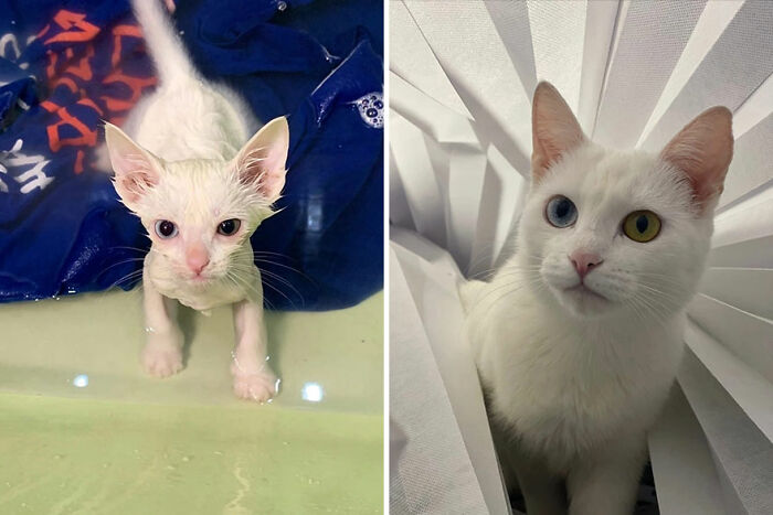 30 "Then And Now" Pics Of Adorable Kittens Turning Into Majestic Cats, As Shared On This "Cat Grows" Group
