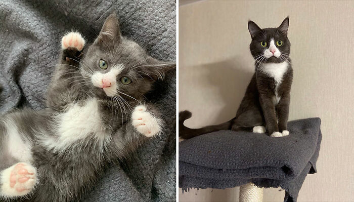 30 "Then And Now" Pics Of Adorable Kittens Turning Into Majestic Cats, As Shared On This "Cat Grows" Group