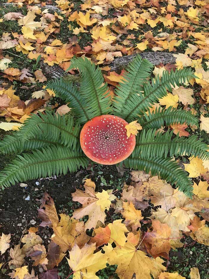 Mi hallazgo favorito del pasado otoño