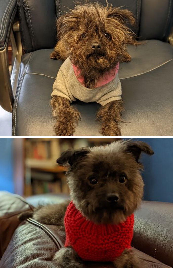 Adoptamos a Luna la semana pasada y hoy ha tenido su primera cita de peluquería. No estoy segura de que nos hayan devuelto el mismo perro