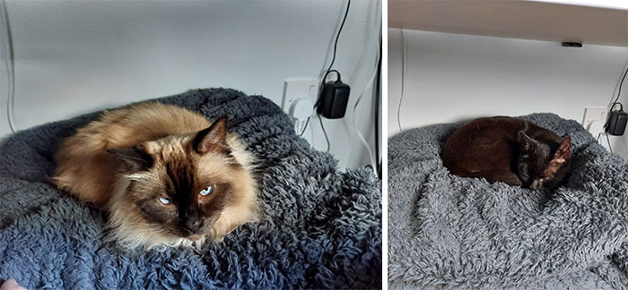 No tenemos gatos, pero parece que el reposapiés debajo del escritorio (o, al menos, la manta sobre él) se ha convertido en el lugar favorito de los gatos de los vecinos
