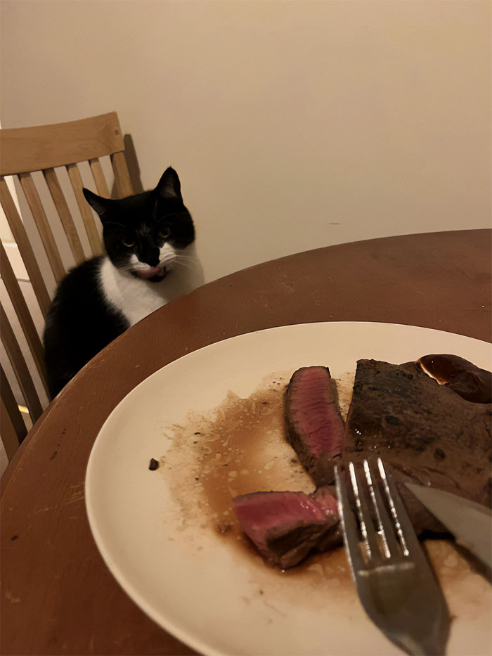 Esta es mi casa, ese no es mi gato. Tuvo un sexto sentido de que era noche de filetes y se ofreció a ser el catador oficial