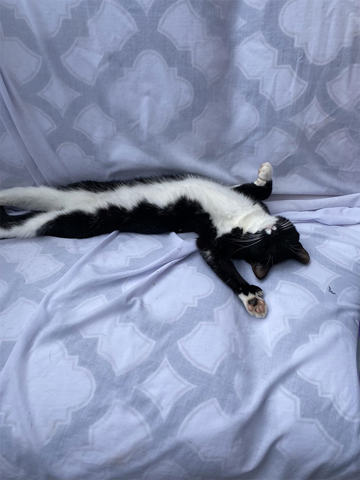 ¡Me alegra haber comprado un nuevo patio para un gato que no es mío!