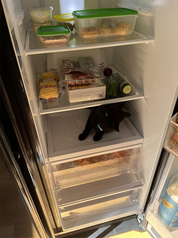  Este es mi refrigerador, pero ese no es mi gato