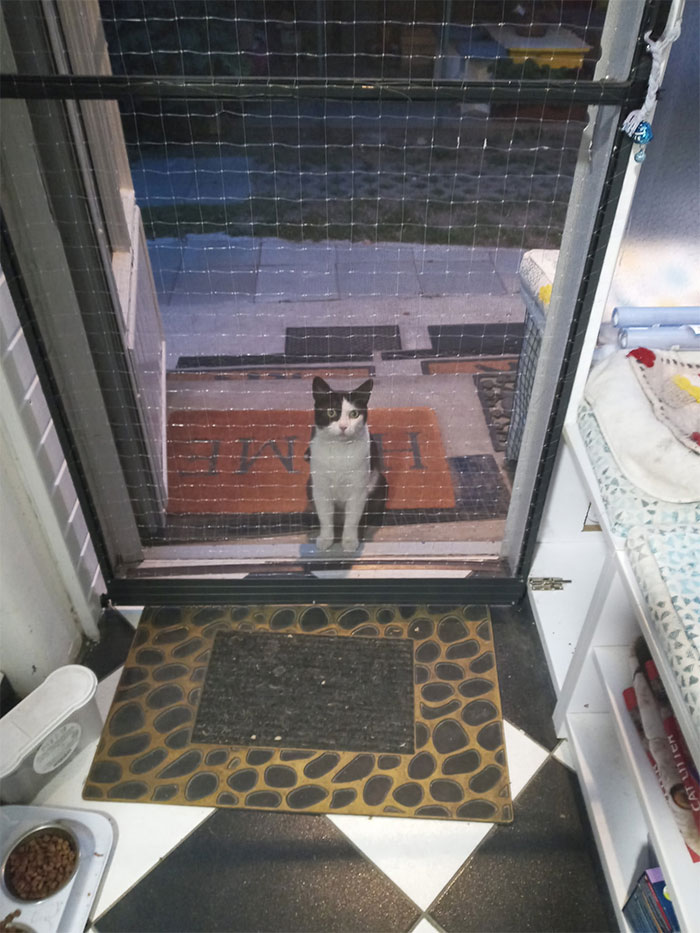 Esta es mi casa y mi puerta, pero ese no es mi gato. ¿Qué es lo que quiere?