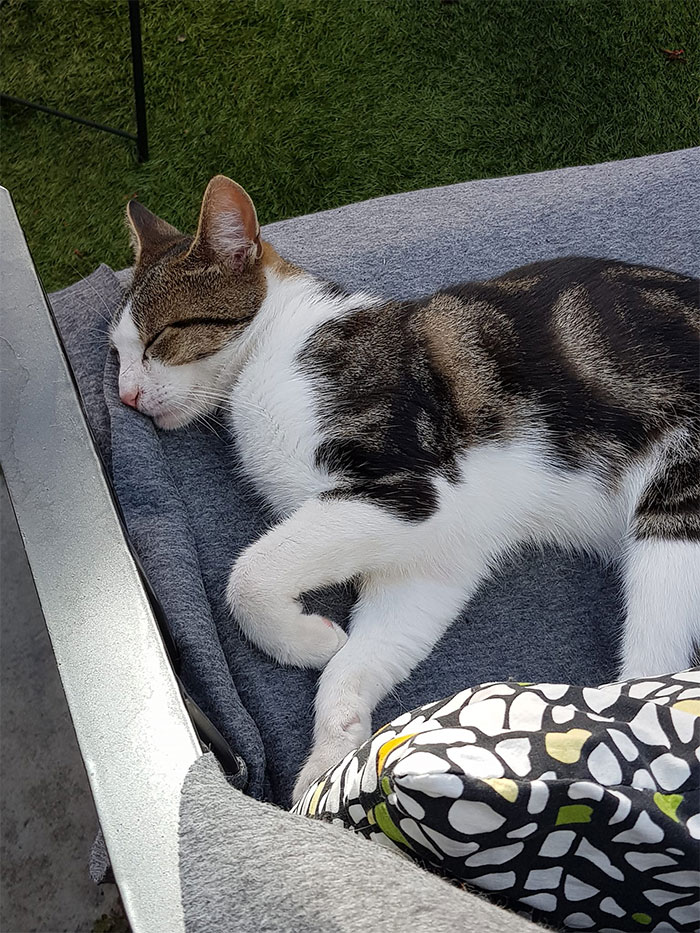 No tiene un solo pensamiento en su mente. No le importa nada en el mundo. Ese es mi jardín y esa es mi silla, pero ese no es mi gato. (Sí, está vivo. Lo revisé)