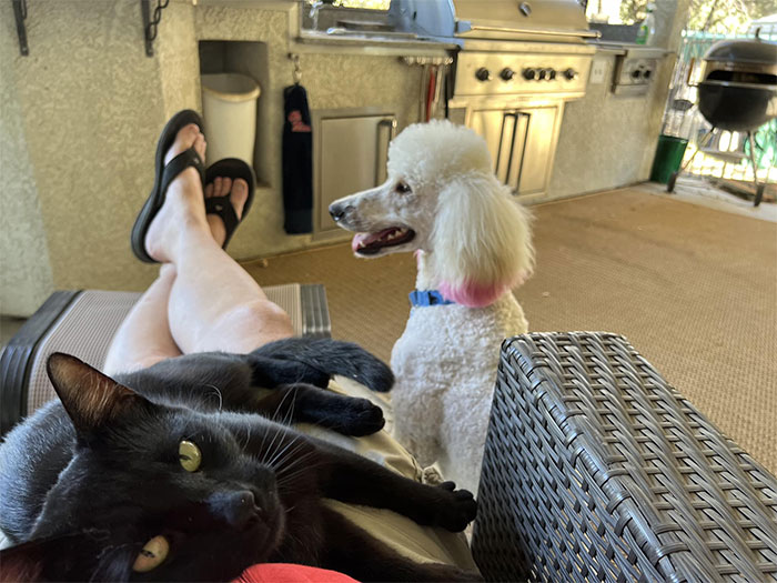 Mi esposo se encontraba asando pollo en el porche junto a nuestro caniche. “Mike”, el gato, es del vecino, pero piensa que nuestra casa es muy bonita. Cada casa tiene unos 3 o 4 acres, así que viaja bastante para visitarnos