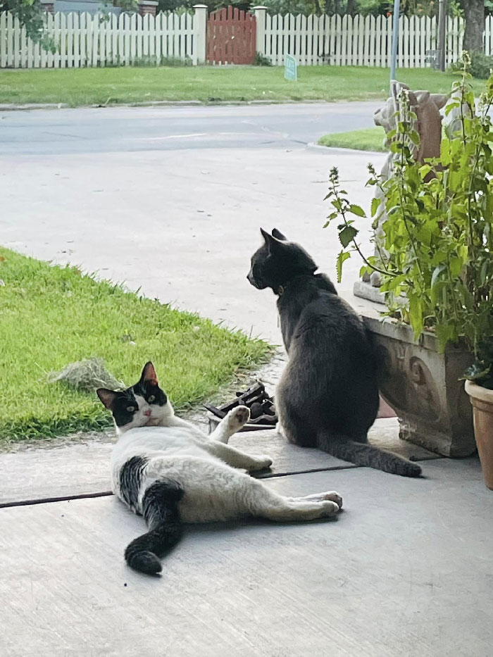 Esta es mi casa, esos no son mis gatos. Pero son gatos muy buenos