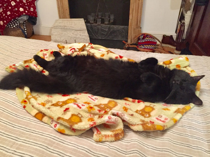 Él viene, duerme una siesta y se va. No sé de dónde es
