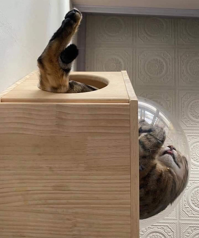 La forma en la que duerme mi gato 