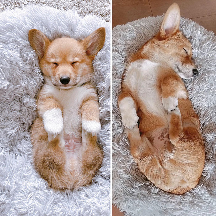 Dos meses después de haber llegado, Darwin todavía se agarra las patas cuando duerme 