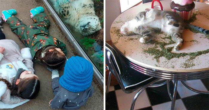 50 Adorables fotos de animales a las que cuesta encontrar explicación (nuevas imágenes)