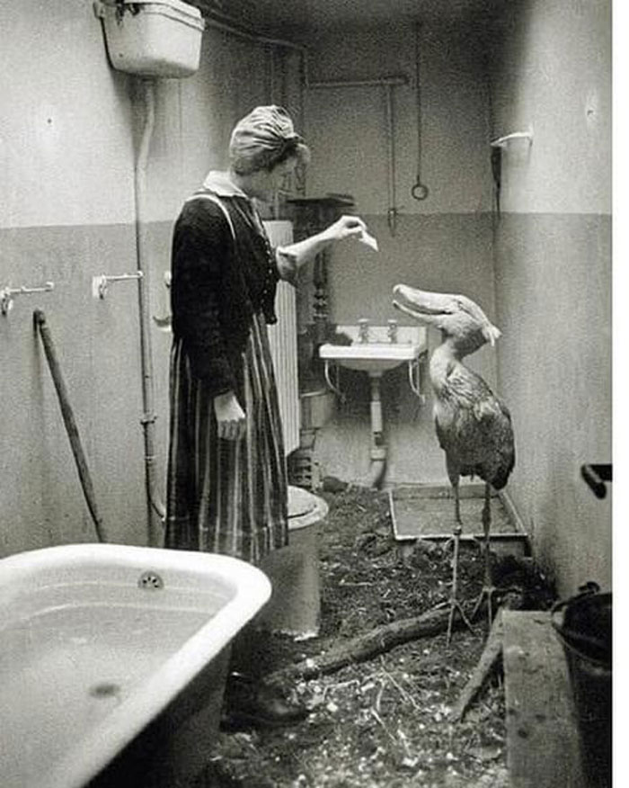 Mientras las tropas soviéticas se acercaban a Berlín en 1945, los cuidadores del zoo hicieron todo lo posible para cuidar de los animales del zoo de Berlín. Este picozapato fue alojado temporalmente en la casa de su cuidadora