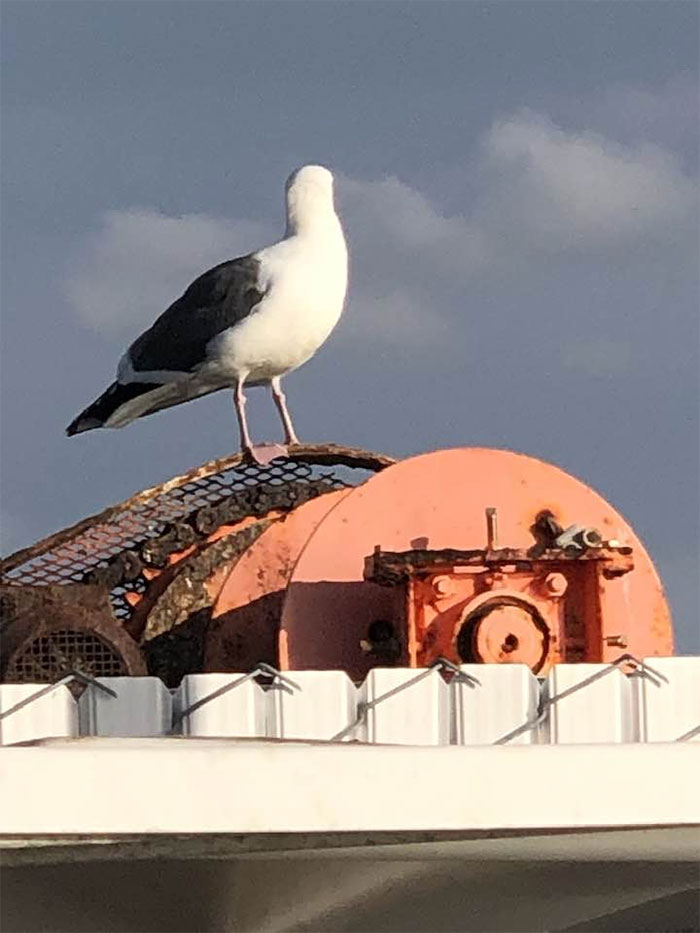 Una gaviota tímida ante la cámara