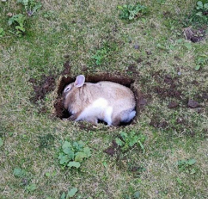 Mi pez está a punto de morir, así que le he cavado una tumba en el jardín