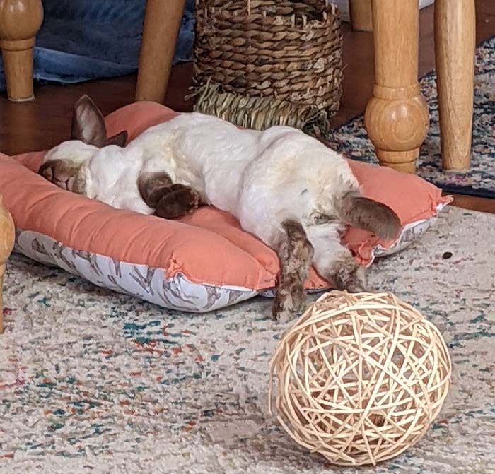 Esta [tonta] duerme como un hombre que apenas pudo llegar a su cama después de tomar demasiadas cervezas. Igual la amo