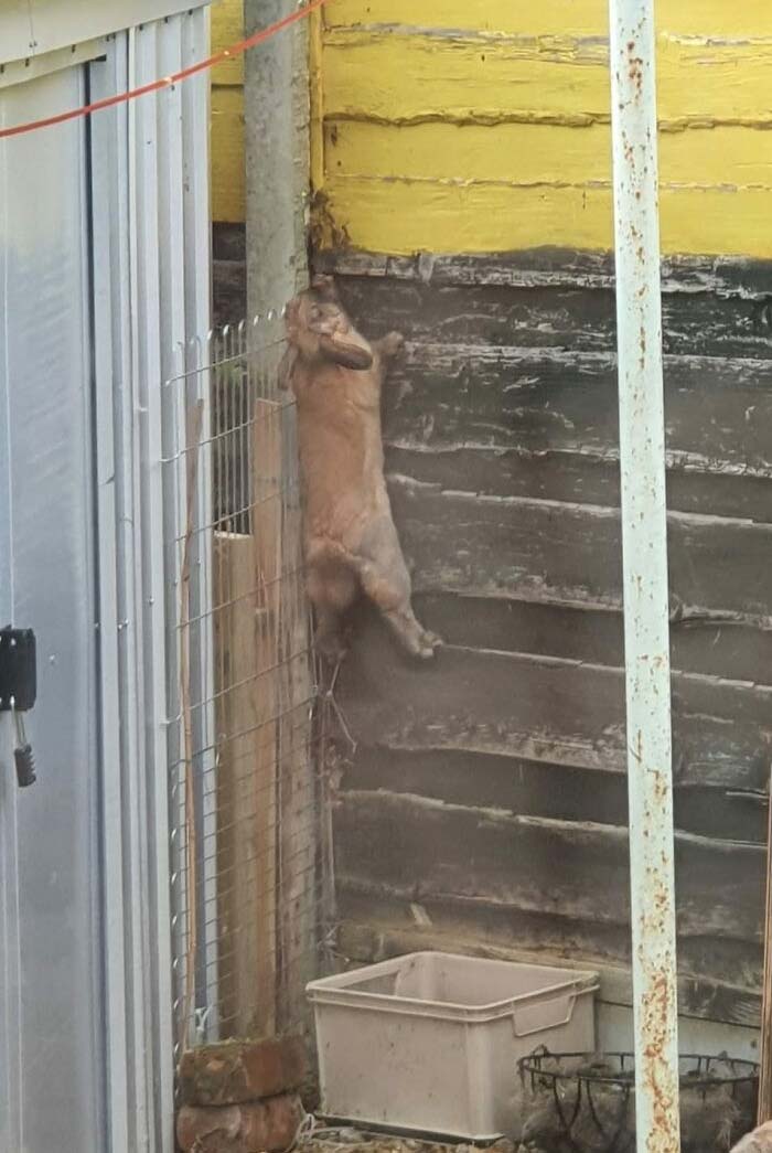 La gente nos dijo que tuviéramos cuidado con los zorros que saltan… Butterscotch les está dando pelea