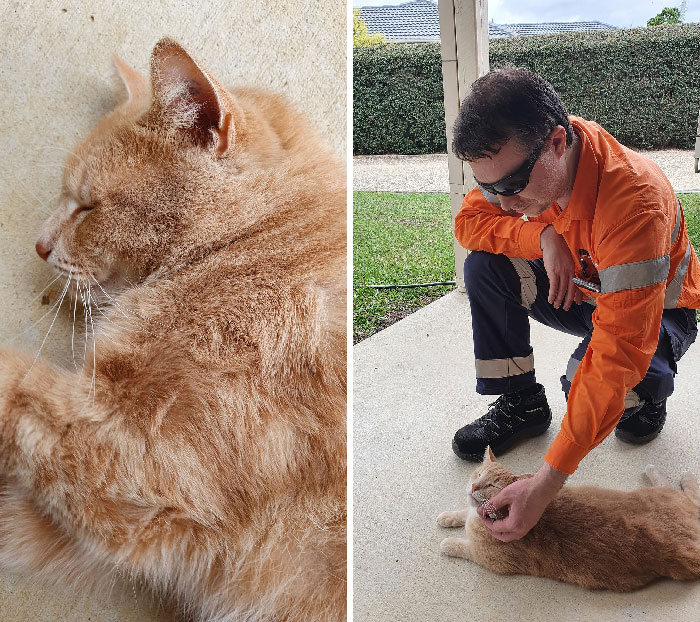 Hemos disfrutado de un visitante diario en nuestra casa durante meses
