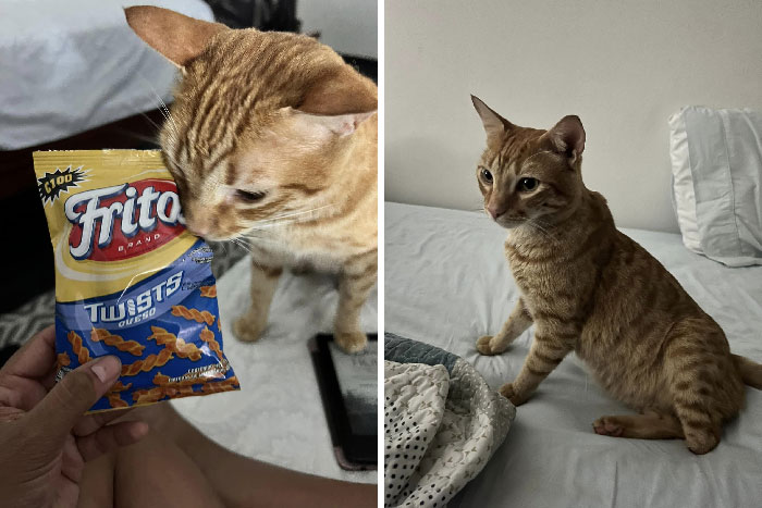 Esta es mi habitación de hotel, ese no es mi gato. Monkey es el chico más dulce. Si sabía que la habitación venía con un gato, hubiese preguntado si podía pagar más