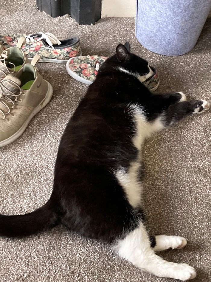 Esa es mi casa y mis zapatos. El gato dormido con su rostro sobre ellos no es mío