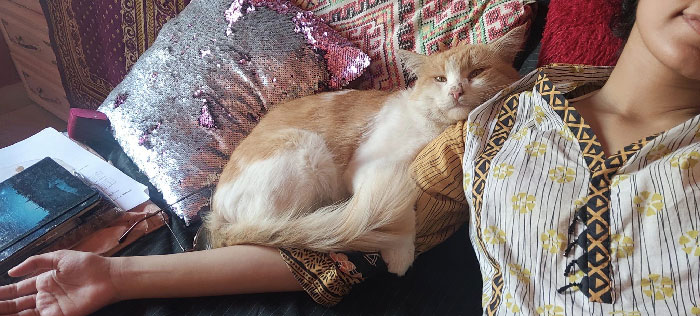 Conozcan a Mikey. Comenzó a visitarme hace algunos meses. Ahora, me visita con regularidad y yo le doy abrazos y comida. Duerme como si no hubiera un mañana. Parece que era la mascota de alguien, pero no tiene collar ni chip. Es adorable. Es dueño de la casa como si fuera suya. Lo amo mucho y me entristezco cuando no viene