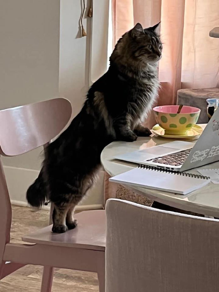 Creo que este chico peludo tuvo una necesidad repentina de revisar su correo electrónico. Esa es mi computadora, ese no es mi gato