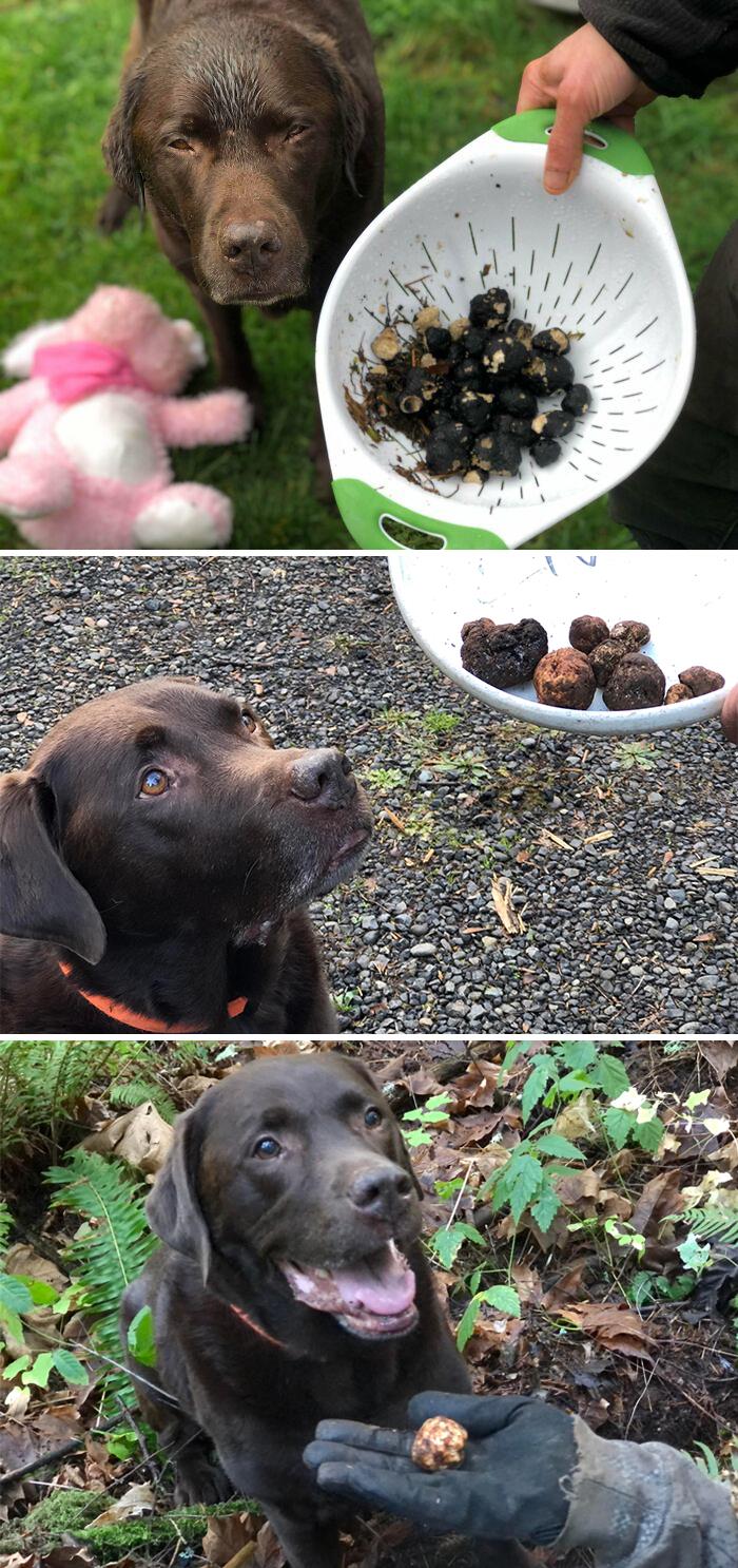 Recientemente, mi labrador de 10 años y medio aprendió a encontrar trufas. ¡Estoy muy orgulloso de él!