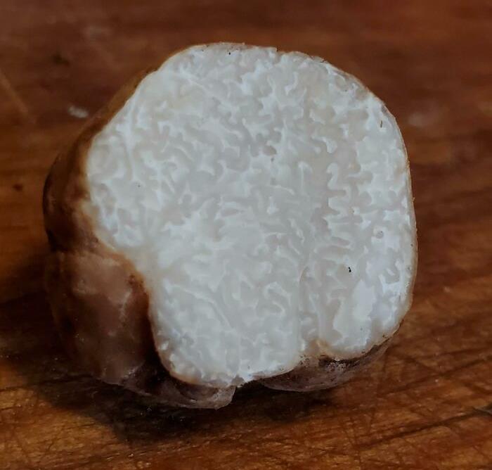 Me encontraba caminando por un sendero cuando vi 2 pequeñas trufas blancas que sobresalían del suelo