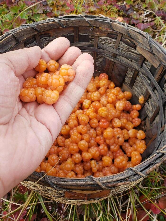 La semana pasada, en el ártico, ¡recolecté moras!