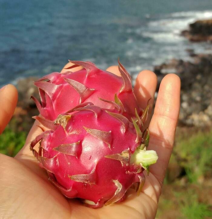 ¡Aloha desde Hawái! Esto es, definitivamente, lo más genial que he recolectado