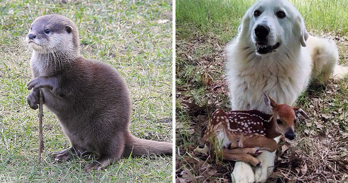 40 Animales con un comportamiento tan humano que te asombrarán