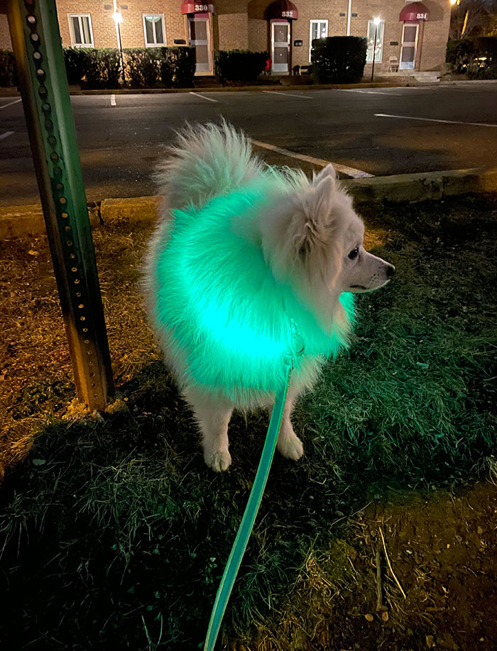 Cuando la seguridad y el estilo se unen de forma fabulosa con el collarín luminoso