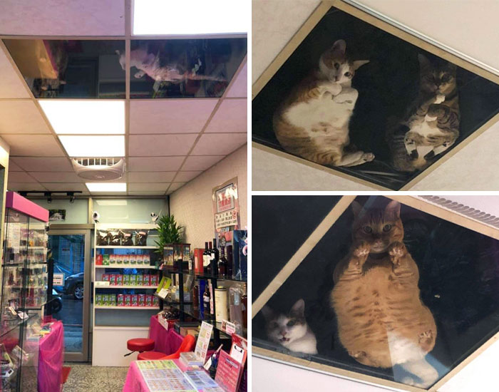 Mi amigo remodeló el techo de la tienda para los gatos y ahora lo vigilan todo el tiempo